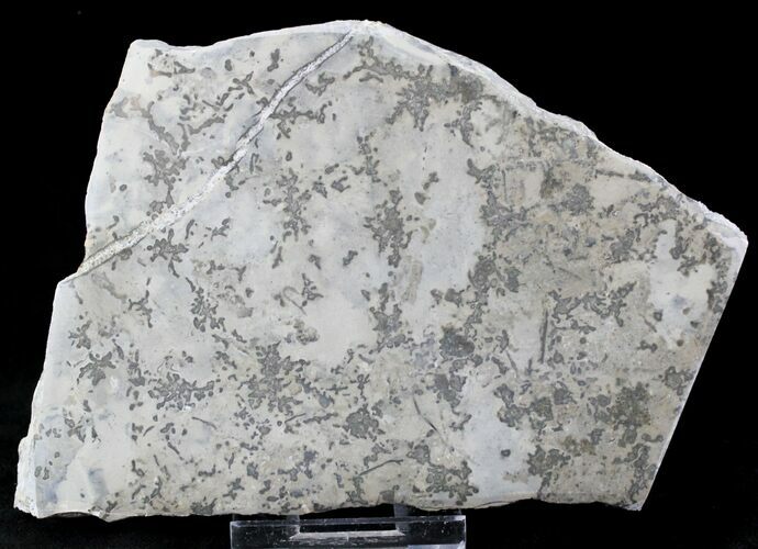 Triassic Aged Stromatolite Fossil - England #23236